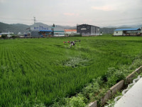 칠곡군 가산농협, 논 56㏊ 드론 항공방제 실시