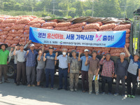 영천시농업기술센터, 신품종 홍산마늘 200톤 서울 가락시장 첫 출하