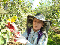 사상 최장 장마 후 무더위 기승에 사과 갈반병 기승