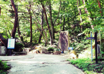 [팔공산을 걷다] 16. 귀가 아프도록 울어대는 매미 여름 숲은 생명력이 왕성하다