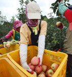 [포토] 포항 신광면 사과농장 태풍 오기전에 따자
