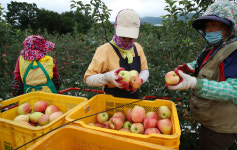 [포토] 포항 신광면 사과농장 태풍 오기전에 따자