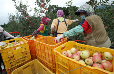 [포토] 포항 신광면 사과농장 태풍 오기전에 따자