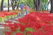 [포토] 대구 중리체육공원에 화사한 자태 뽐내는 꽃무릇