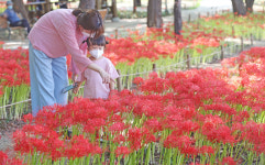 [포토] 대구 중리체육공원에 화사한 자태 뽐내는 꽃무릇