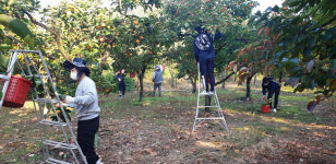 아진산업, 청도 풍각면 고령자·부녀자 농가 반시 수확 일손돕기 구슬땀