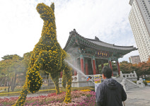 [포토] 국화꽃 말 시원한 샤워…대구 국채보상기념공원