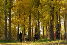 [포토] 고령 은행나무숲서 막바지 가을 즐겨요