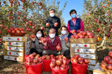 청도군 명품 특산물 청도 비슬산 사과 본격 출하