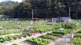 대구 수성구, 공영도시농업농장 텃밭 450 가구에 분양