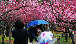 [포토] 대구 국채보상운동기념공원 홍매화 만개