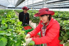 봉화 도란도란 톡톡베리 딸기농장 첫 수확 이후 방문객 몰려 분주