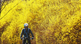 [포토] 봄이 성큼…대구 신천둔치 개나리 만개