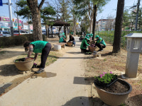 영주 하망동 남녀새마을지도자협, 새봄맞아 꽃모종 3000포기 심어