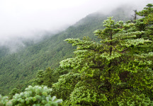 [아침시단] 나무 1 - 지리산에서