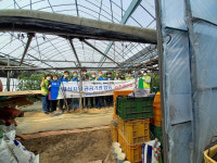 농협경산시지부,  영농철 진량읍 토마토 농장 수확 팔걷어