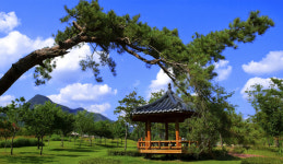 [우리동네 이야기] 37. 의성군 금성면 산운마을