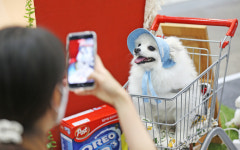 [포토] 제17회 대구 펫쇼…다양한 반려동물 용품 한자리에