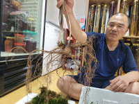 영덕서 70년 추정 산삼 횡재…심마니 신종환씨 300g 채취