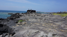 [힐링&트레킹] 33. 제주올레 16코스와 사려니숲길