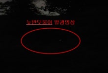 대구 도심 수밭골천서 늦반딧불이 대거 발견…달서구청, 보호 나서