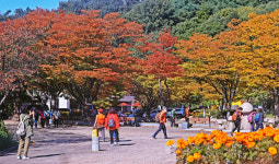 [포토] 울긋불긋 대구 팔공산 가로수
