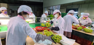 영천 금호농협, 샤인머스켓 수출 선도…1차 예약분 마무리