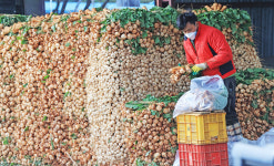 [포토] 배추·무 하역 작업으로 분주한 대구농수산물도매시장
