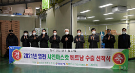 영천농협, 샤인머스켓 베트남 수출 선적…동남아 시장 진출 순항