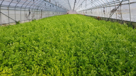 군위, 친환경 한밤미나리 본격 출하…미네랄 풍부·진한 향기 특징