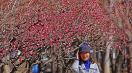 [포토] 대구 국채보상운동기념공원 홍매화 만개