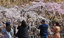 [포토] 대구 앞산빨래터공원 벚꽃 활짝