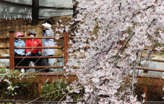 [포토] 대구 앞산빨래터공원 벚꽃 활짝