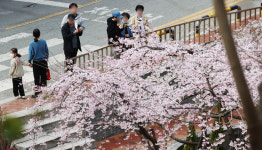 [포토] 대구 앞산빨래터공원 벚꽃 활짝