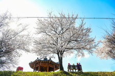 영주 명소, 서천 뚝방길·원당천 벚꽃 만개