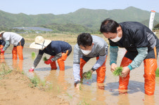 포항 신광면 죽성리서 풍년농사 기원 올해 첫 모내기