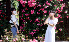 [포토] 5월 장미의 유혹…대구 이곡 장미공원