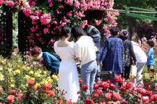 [포토] 5월 장미의 유혹…대구 이곡 장미공원