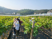 경산시 여성자원활동센터, 남천면 협석리 포도농가 포도순치기 일손돕기