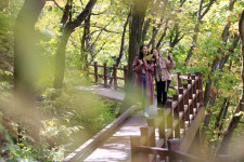 영주 마실치유숲, 산림청 주관 명품숲 선정