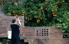 [포토] 대구 대봉동 능소화 폭포