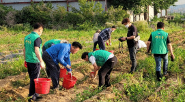 새마을지도자영천시협의회, 사랑의 감자 수확·나눔 행사