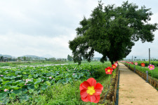 [우리동네 이야기 속으로] 91. 경산시 자인면 서부리