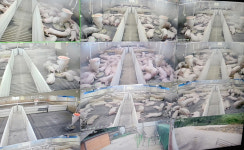 악취 민원 주범 돼지축사, 시설 현대화에도 역부족