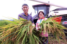 [포토] 경산 농가, 추석맞이 햅쌀 수확