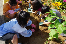 의성 금성초, 학교 텃밭 고구마 수확 체험 활동 실시