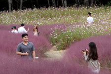[포토] 핑크빛으로 물들어가는 가을…칠곡 가산수피아 수목원