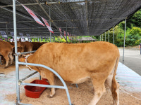 30년 노력 결실 포항 한우 우수성 입증…경북한우경진대회 장려상 수상
