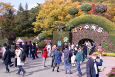 [포토] 대구수목원 국화향 가득