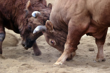 [포토] 힘 대 힘의 격돌…청도소싸움 경기